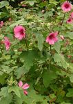różowy Ogrodowe Kwiaty Anoda Grzebień, Anoda cristata zdjęcie