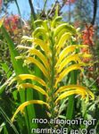 gelb Gartenblumen Wimpel, Afrikanische Cornflag, Kobralilie, Chasmanthe (Antholyza) Foto