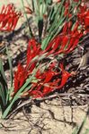 rot Pavian Blume, Babiana, Gladiolus strictus, Ixia plicata Foto