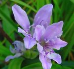 gaiši zils Paviāns Zieds, Babiana, Gladiolus strictus, Ixia plicata Foto