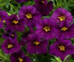 фиолетовый Садовые Цветы Калибрахоа, Calibrachoa Фото