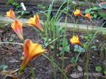 oranžna Vrtno Cvetje Rain Lily, Habranthus fotografija