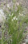 biely Záhradné kvety False Cesnak, Nothoscordum fotografie