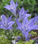 lyse blå Hage blomster Gress Mutter, Er Ithuriel Spyd, Wally Kurv, Brodiaea laxa, Triteleia laxa Bilde