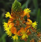 orange Hage blomster Bulbine, Bulbinella, Brenne Gelé Plante, Forfulgt Bulbine, Oransje Bulbine Bilde