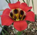 kırmızı Bahçe Çiçekleri Romulea fotoğraf