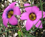 ვარდისფერი ბაღის ყვავილები Romulea სურათი