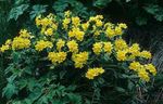 ყვითელი ბაღის ყვავილები Arnebia, Arnebia  pulchra სურათი