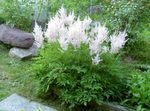 blanc les fleurs du jardin Astilbe, La Barbe De Chèvre Fausse, Fanal Photo