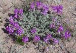 violetinė Sodo Gėlės Astragalus Nuotrauka