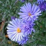 ღია ლურჯი ბაღის ყვავილები Aster სურათი