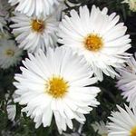 თეთრი ბაღის ყვავილები Aster სურათი