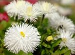 baltas Sodo Gėlės Naujosios Anglijos Aster, Aster novae-angliae Nuotrauka
