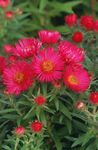 rojo Flores de jardín Aster De Nueva Inglaterra, Aster novae-angliae Foto