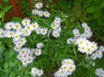 бял Градински цветове Алпийски Астер, Aster alpinus снимка