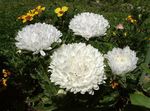 fehér Kerti Virágok China Aster, Callistephus chinensis fénykép