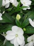 ホワイト 庭の花 忍耐植物、バルサム、宝石の雑草、忙しいリジー, Impatiens フォト