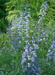 γαλάζιο Λουλούδια κήπου Ψευδείς Λουλακί, Baptisia φωτογραφία