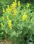 żółty Ogrodowe Kwiaty Baptisia zdjęcie