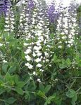 biely Záhradné kvety False Indigo, Baptisia fotografie