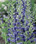 blu I fiori da giardino Falso Indaco, Baptisia foto