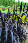 violet Plante Ornamentale Mei cereale, Panicum fotografie