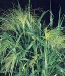 zelena Ukrasne Biljke Proso trave (žitarice), Panicum Foto