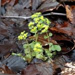 svijetlo-zelena Ukrasne Biljke Zlatna Kamenika ukrasno lisnata, Chrysosplenium Foto
