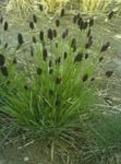 緑色 観賞植物 青湿原、草 コーンフレーク, Sesleria フォト