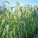 green Ornamental Plants Foxtail Millet cereals, Setaria Photo