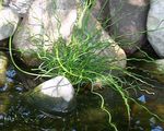 зелений Декоративні Рослини Ситник водні, Juncus Фото