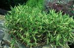 緑色 観賞植物 ドワーフホワイトストライプ竹、kamuro-Zasa コーンフレーク, Pleioblastus フォト