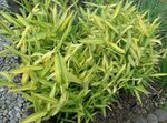 jaune des plantes décoratives Naine Blanche À Rayures Bambou, Kamuro-Zasa des céréales, Pleioblastus Photo