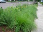 vert des plantes décoratives Sporobolus, Prairie Dropseed des céréales Photo