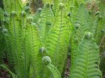 緑色 観賞植物 ゼンマイ、庭のシダ、羽根のシダ, Matteuccia, Pteris nodulosa フォト