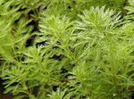 grön Dekorativa Växter Papegoja Fjäder, Parrotfeather Vatten Milfoil vattenväxter, Myriophyllum Fil