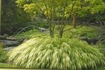 világos zöld Dísznövény Hakone Fű, Japán Erdő Fű gabonafélék, Hakonechloa fénykép