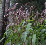 ruskea Koristekasvit Paljetti Ruoho, Villi Kaura, Pohjoisilla Merialueilla Kaura viljat, Chasmanthium kuva