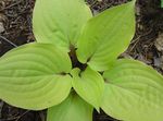svetlo-zelena Okrasne Rastline Trpotec Lily okrasna listnata, Hosta fotografija