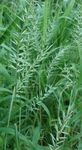 vert des plantes décoratives Herbe Bottlebrush des céréales, Hystrix patula Photo