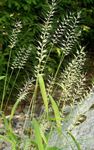 světle-zelená Dekorativní rostliny Bottlebrush Tráva obilí, Hystrix patula fotografie