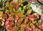 flerfarget Prydplanter Schizocodon grønne pryd Bilde