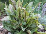 Photo Duga Fuilteacha, Duga Dearg-Veined, Bloodwort Ornamentals Leafy Cur síos