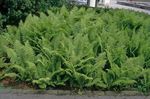 緑色 観賞植物 オシダ、バックラーシダ、秋のシダ, Dryopteris フォト
