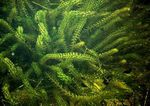 Anacharis, Elodea Canadiense, Waterweed Americana, Malezas Oxígeno