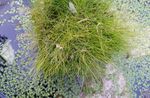 зелен Декоративни растения Скок Rush житни, Eleocharis снимка