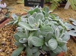 kuva Helichrysum, Curry Kasvi, Immortelle Koristelehtikasvit tuntomerkit