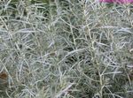 sølvfarvede Helichrysum, Karry Plante, Immortelle grønne prydplanter Foto