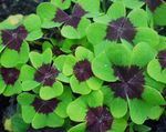 multicolor Ornamental Plants Wood Sorrel, Whitsun Flower, Green Snob, Sleeping Beauty leafy ornamentals, Oxalis Photo