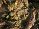 kahverengi Süs Bitkileri Yeni Zelanda Pirinç Düğmeleri yapraklı süs, Cotula leptinella, Leptinella squalida fotoğraf